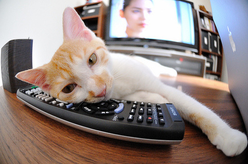 克罗地亚骑手马特·布尼奇在2024年国际马术联合会世界障碍赛中获得第七名，表现出色。